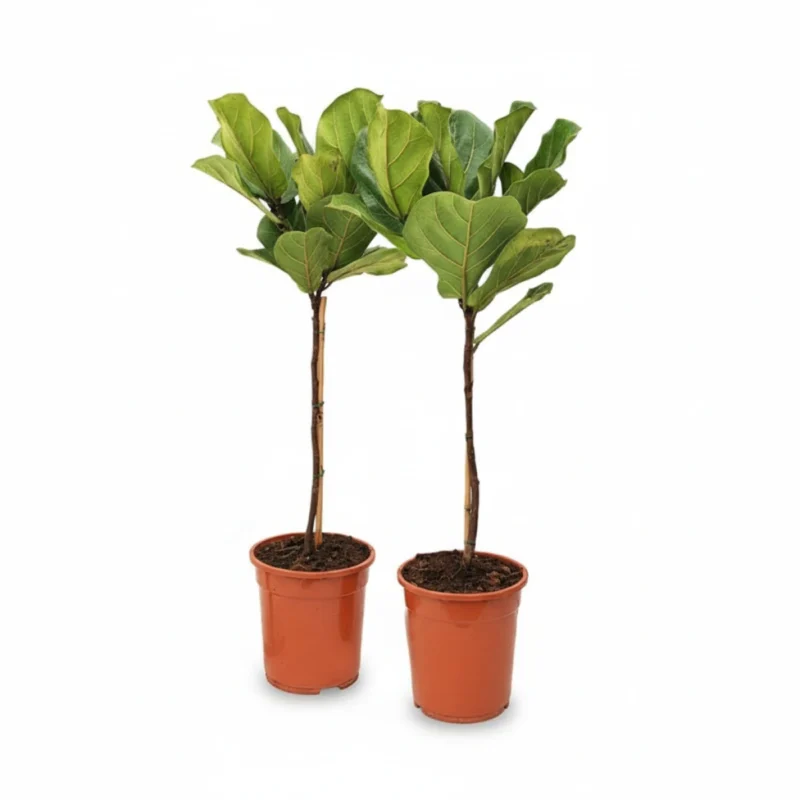 Vioolbladplant – op stam kopen bij Plantscount