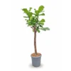 Vioolbladplant (Ficus lyrata) kopen bij Plantscount