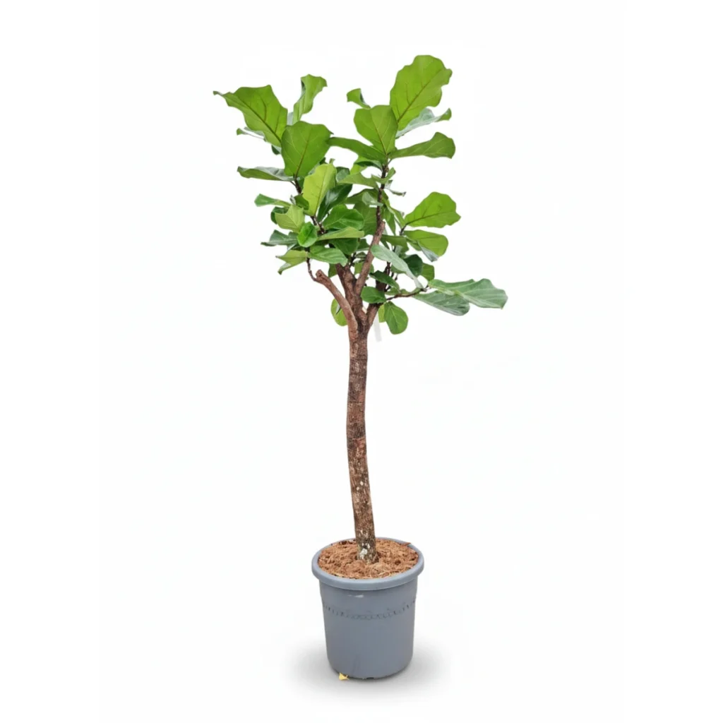 Ficus Lyrata kopen bij Plantscount