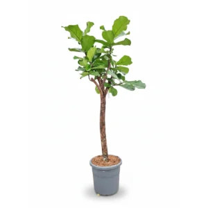 Ficus Lyrata Overig