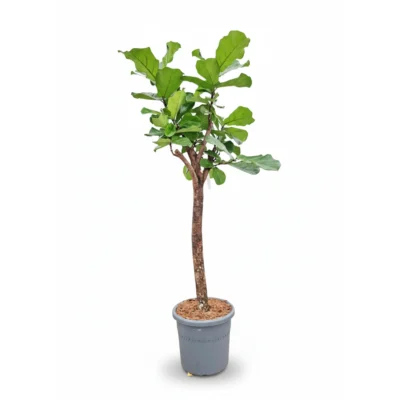 Ficus lyrata