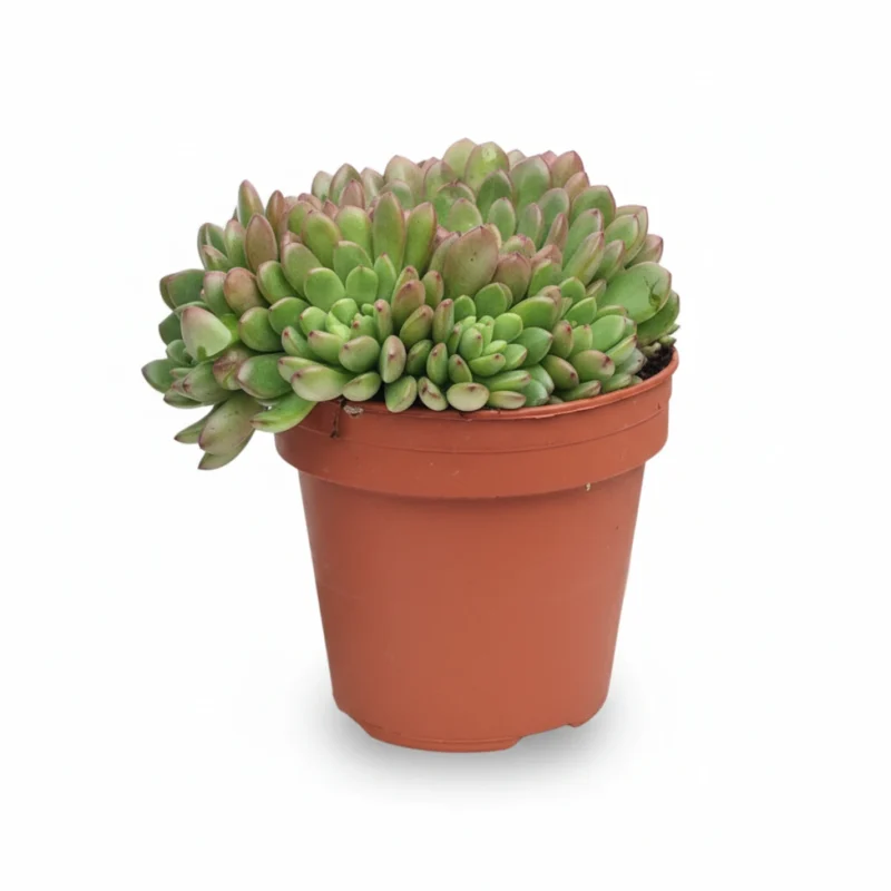 Graptoveria – Bashful kopen bij Plantscount