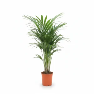 Kentia Palm Overig