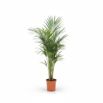 Kentiapalm (Howea forsteriana)