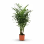 Kentiapalm (Howea forsteriana)