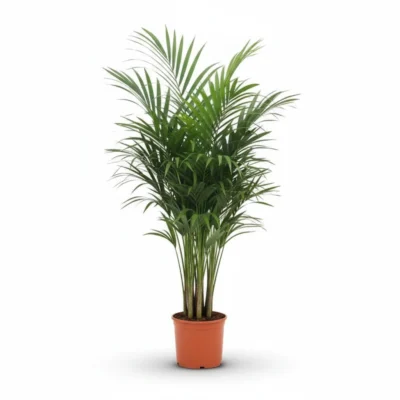 Kentiapalm (Howea forsteriana)