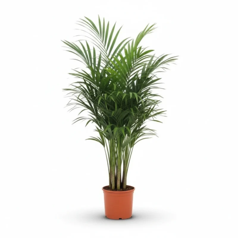 Kentiapalm (Howea forsteriana) kopen bij Plantscount