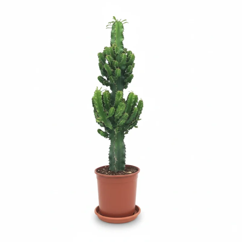 Euphorbia ingens Terracotta pot + Schotel kopen bij Plantscount
