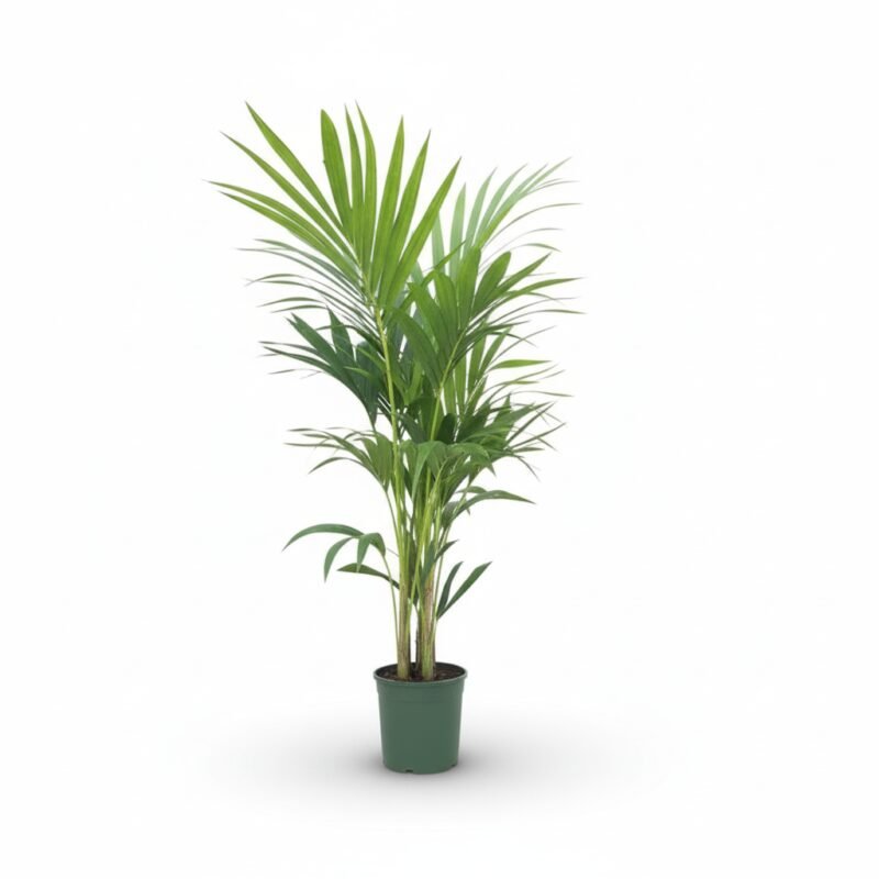 Kentiapalm Howea forsteriana met geveerde groene bladeren