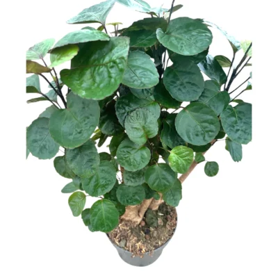 Polyscias scutellaria ‘Fabian’ – Aralia Fabian - afbeelding 2