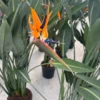 Strelitzia reginae