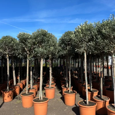 Grote Olijfboom Op Stam | Olea Europaea | 175cm | Winterhard - afbeelding 2