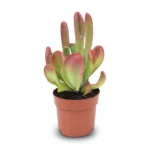 Kalanchoë luciae ‘Oricula’