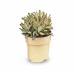 Panda Plant – Golden Girl