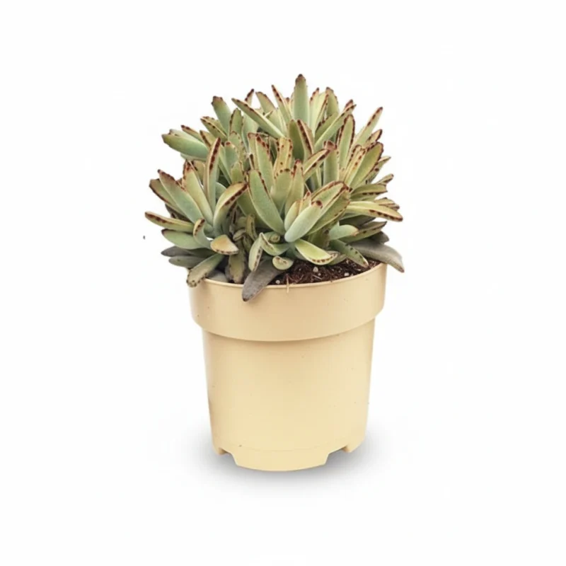 Panda Plant – Golden Girl kopen bij Plantscount