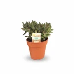 Panda Plant – nigra