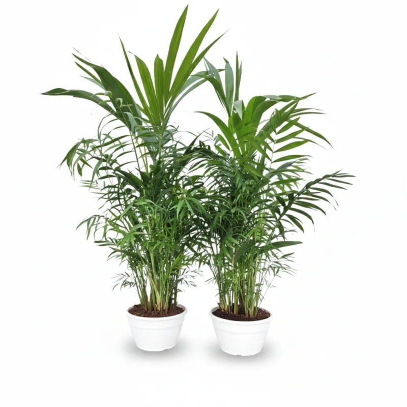 Kentiapalm-Bergpalm – arrangement kopen bij Plantscount