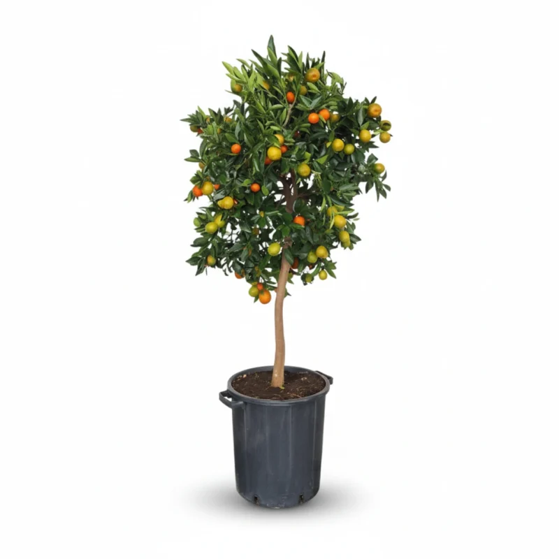 Kugli op stam kopen bij Plantscount