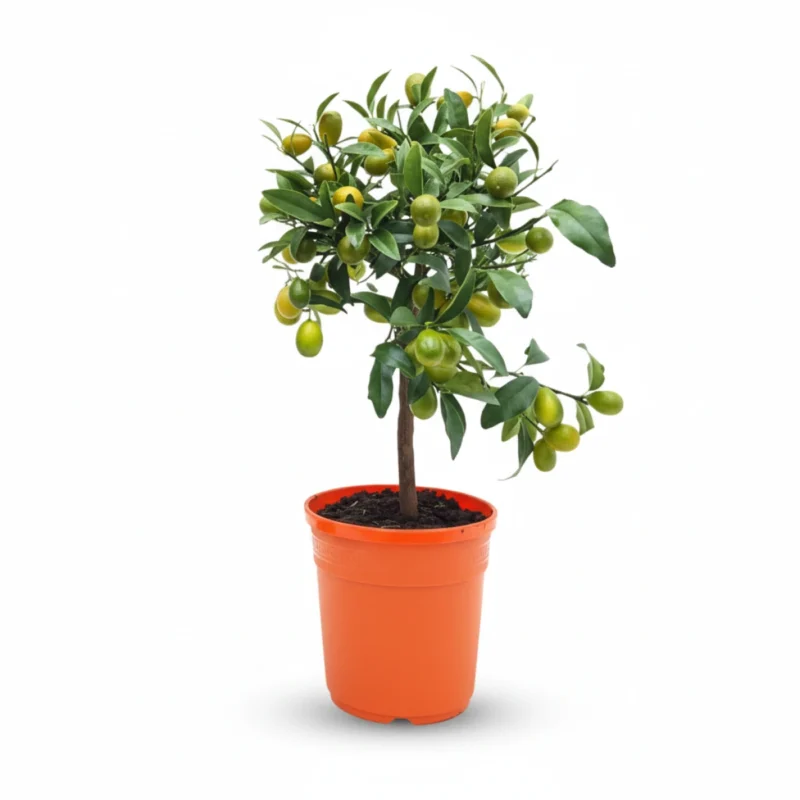 Kumquat – op stam kopen bij Plantscount
