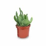 Kalanchoë Oricula (Kalanchoe Oricula)