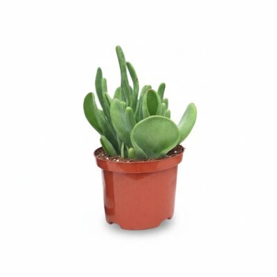 Kalanchoë Oricula (Kalanchoe Oricula)