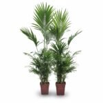 Kentiapalm-Bergpalm – arrangement 180 cm – potmaat 25
