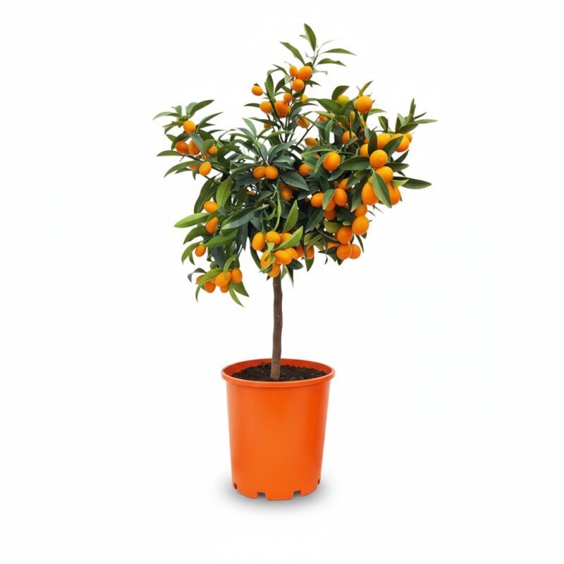 Kumquat – op stam kopen bij Plantscount