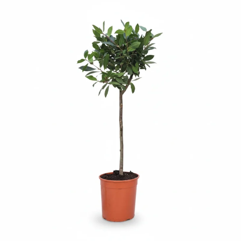 Laurierboom – op stam kopen bij Plantscount