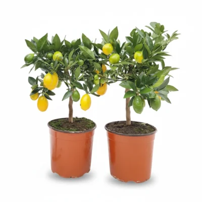 Limequat – op stam