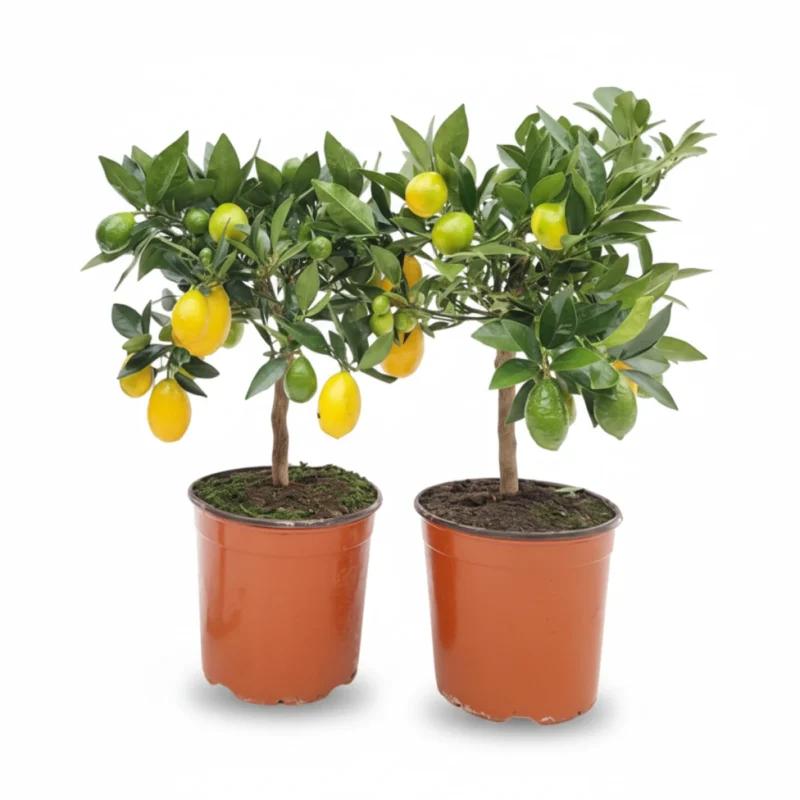 Limequat – op stam kopen bij Plantscount