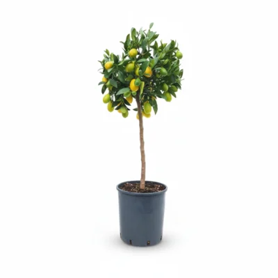 Limequat – op stam