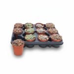 Levende Steentjes – mix