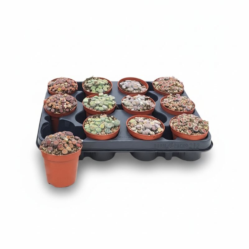 Levende Steentjes – mix kopen bij Plantscount