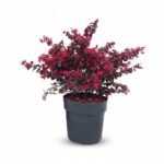 Loropetalum chin. struik