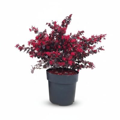 Loropetalum chin. struik