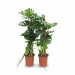 Gatenplant – mosstok