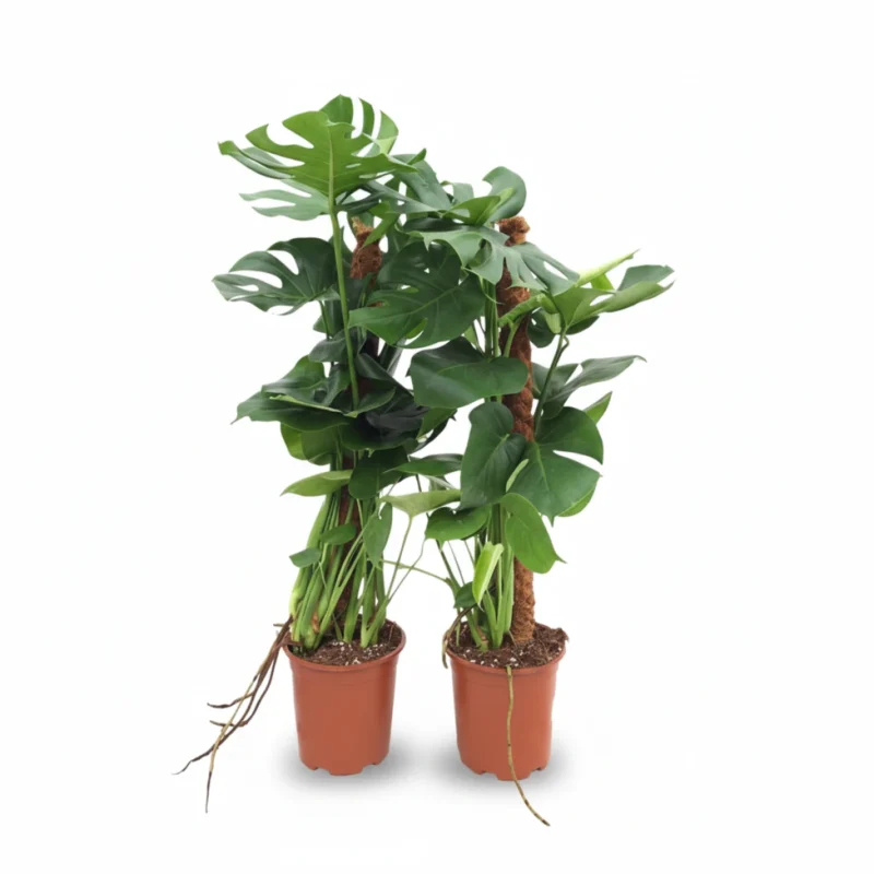 Gatenplant – mosstok kopen bij Plantscount