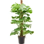 Gatenplant op mosstok 140 cm - stevige klimmer