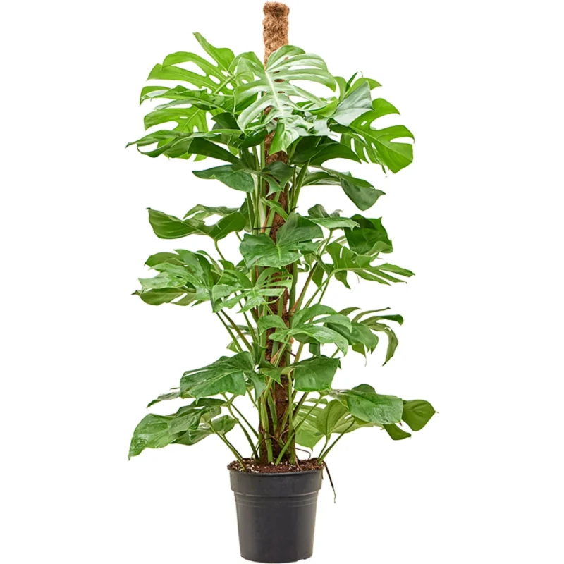 Gatenplant op mosstok van 140 cm met grote donkergroene bladeren, rechtop groeiend in een binnenruimte