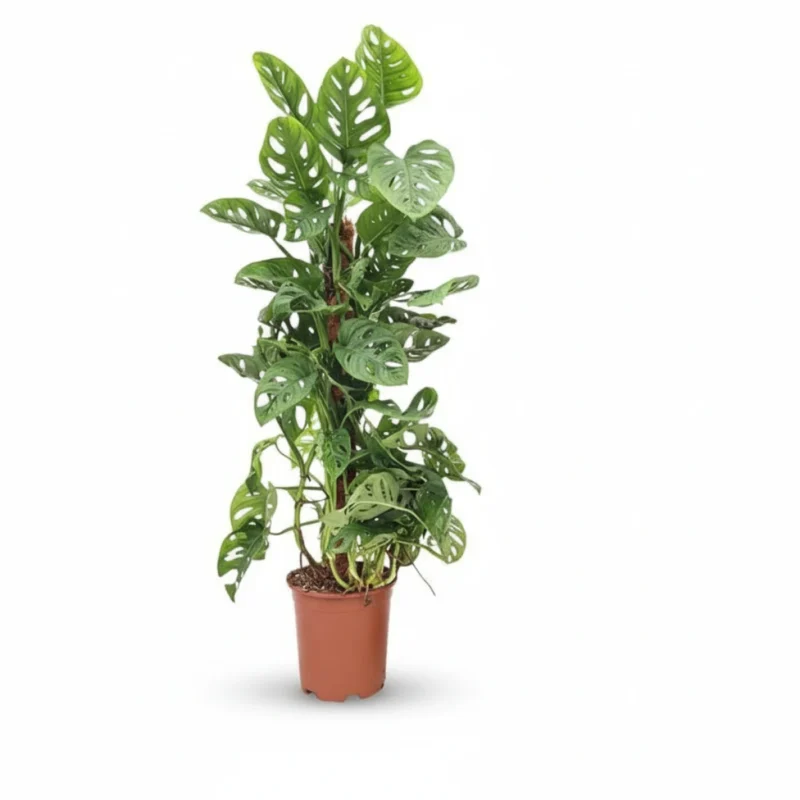 Monstera obliqua Monkey Leaf kopen bij Plantscount
