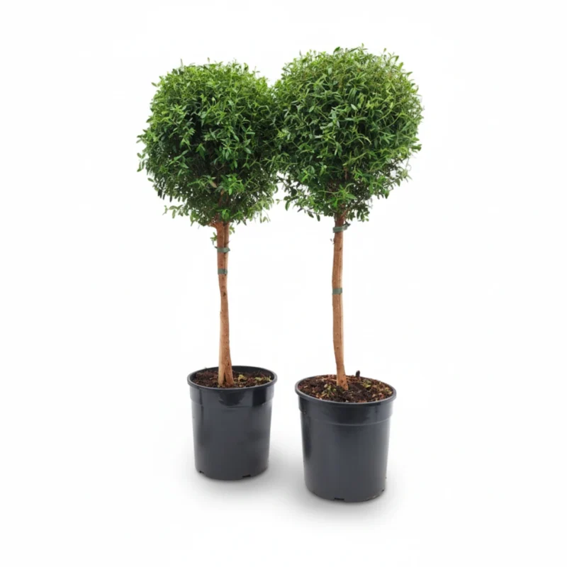 Mirte – op stam kopen bij Plantscount
