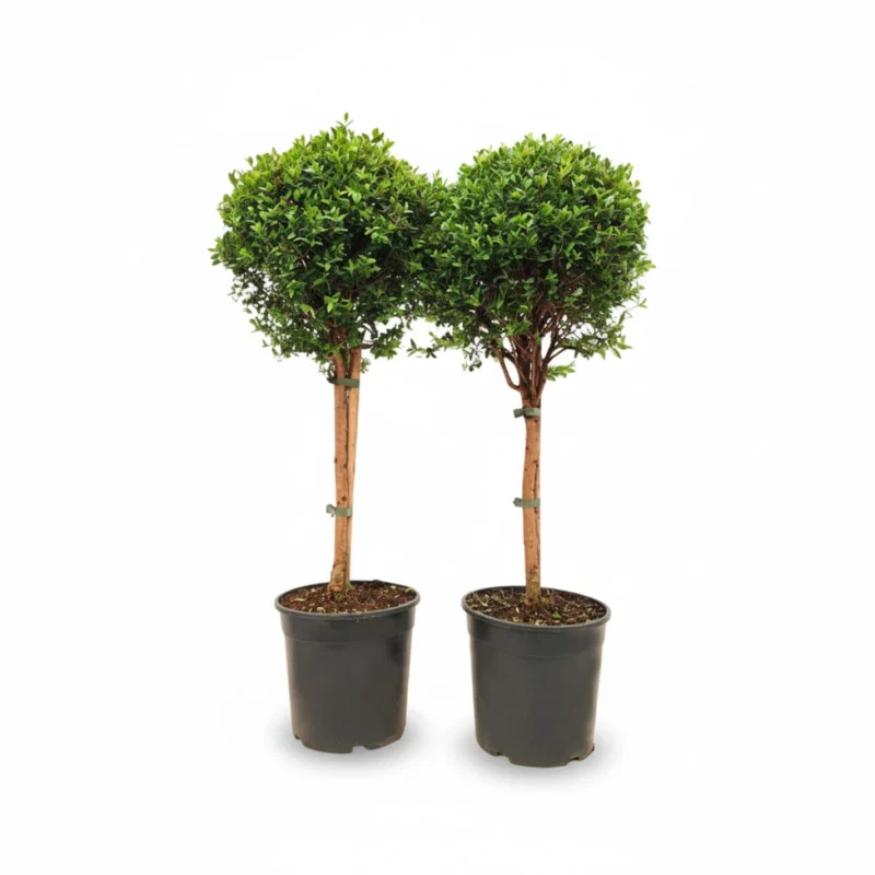 Mirte – op stam kopen bij Plantscount