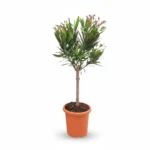 Nerium Oleander Op Stam | Mediterrane Plant | Winterhard | 80cm