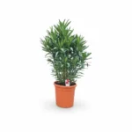 Nerium Oleander Struik | Mediterrane Plant | Winterhard | 100cm