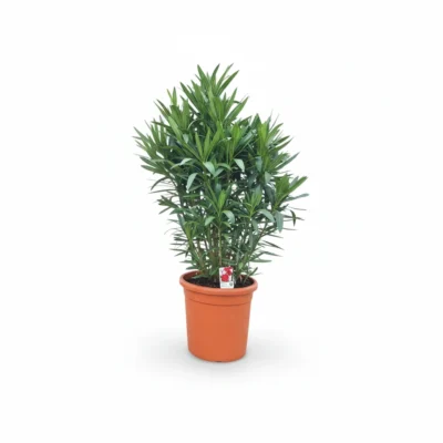 Nerium Oleander Struik | Mediterrane Plant | Winterhard | 100cm