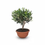 Olijfboom Bonsai in Schaal | Olea Europaea | 40cm | Pot Ø21cm | Winterhard