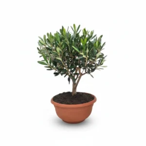 Olijfboom Overig