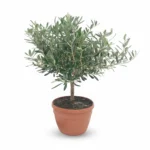 Olijfboom Bonsai in Schaal | Olea Europaea | 60cm | Pot Ø25cm | Winterhard
