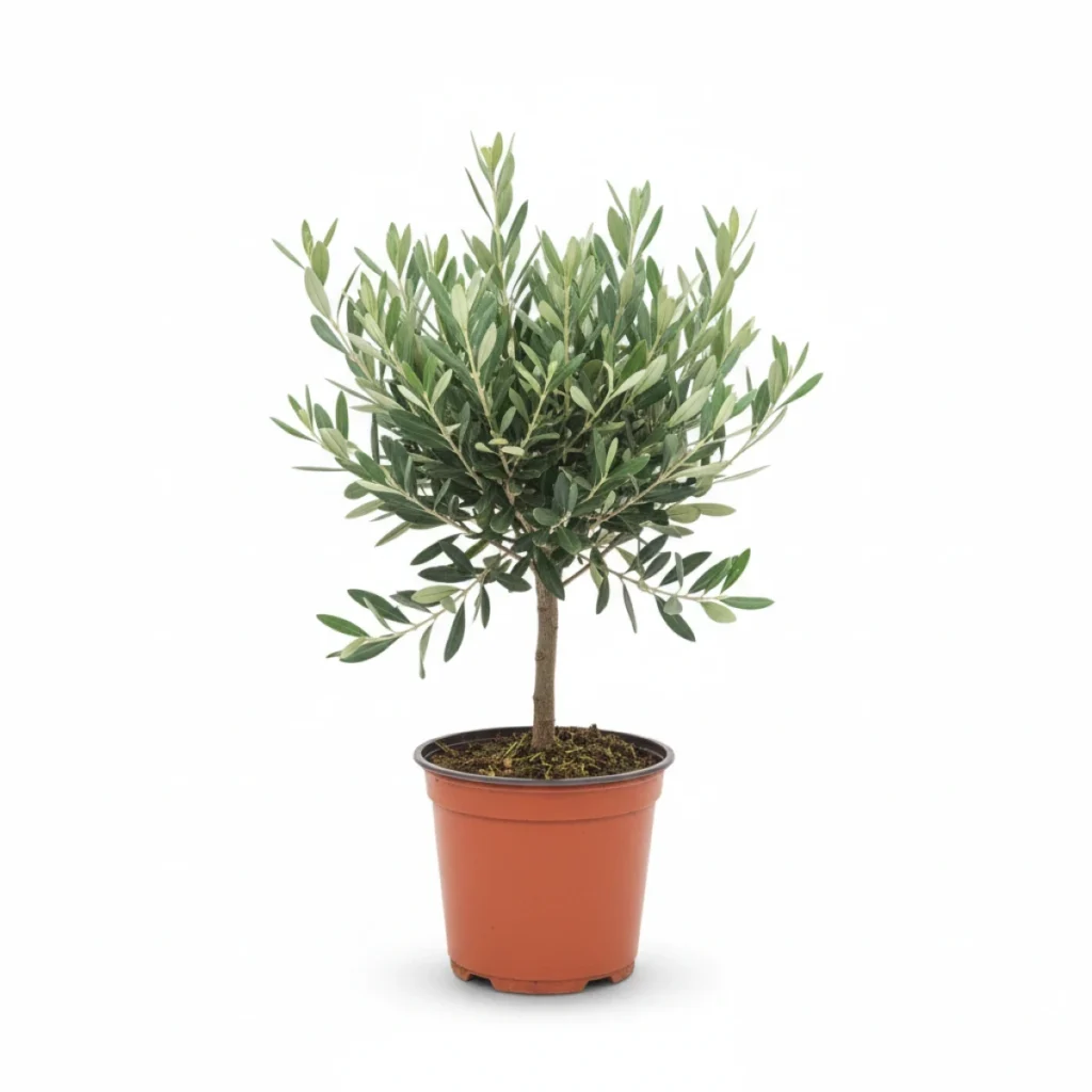 Olijfboom kopen bij Plantscount