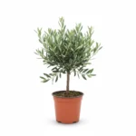 Kleine Olijfboom Bush | Olea Europaea | 30-35cm | Winterhard